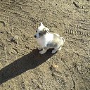 ���� ����, �����-���������, 44 ���� - ��������� 1 ������� 2017