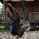 ���� ����, �������, 66 ��� - ��������� 20 �������� 2017 � ������ ��������-������ ����.�