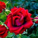  ,  -  7  2017      ۻ