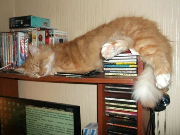 Спящие коты) А как спит ваш кот/кошка? Добавляйте свои фото в комментарии. - 5
