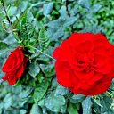  ,  -  7  2017      ۻ