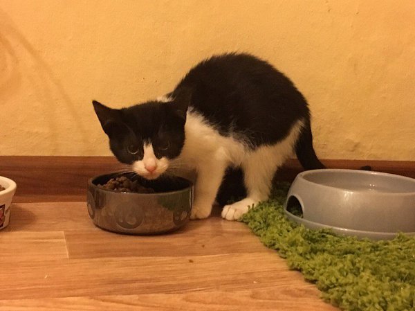 #котизм_доброта #питер@catism #москва@catism #МО@catism. Москва, МО, Санкт-Петербург, ЛенОбл ... - 6