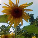  Nikolai, , 72  -  14  2017    