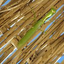 ���� �����, ���������, 42 ���� - ��������� 6 ��� 2017 � ������ ���� ����������