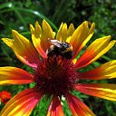 ���� Oksana, ����� - ��������� 17 ������� 2017 � ������ ���� ����������