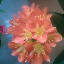 ���� ���������, ������, 33 ���� - ��������� 5 ���� 2017 � ������ ���� ����������