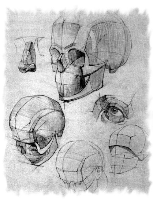 Череп анатомия рисунок академический