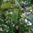 ���� �������, ������, 55 ��� - ��������� 18 ��� 2017 � ������ ���� ����������