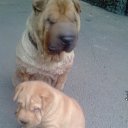 ���� ������, ������������, 54 ���� - ��������� 28 ������� 2017 � ������ ���� ����������