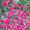 ���� ��������, ���������, 62 ���� - ��������� 17 ���� 2017 � ������ ������ ��������