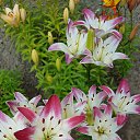   ..   ..    ...   :)))