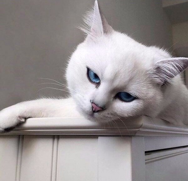   -       -.