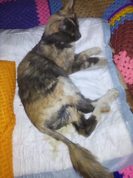 #Безкота_добро.Год назад нашла кошечку. подняла на руки, три лапы висят сломаны с носика течёт ...