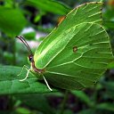 �������� �������� ����, ���������� ������� ����!) �� ������� ���� ����������