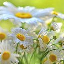 ���� Lui, ��������� - ��������� 7 ���� 2017 � ������ ������ ��������