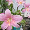 ���� ��������, ���������, 62 ���� - ��������� 17 ���� 2017 � ������ ������ ��������