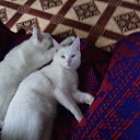 ���� Fatinyia, ����� - ��������� 30 �������� 2017 � ������ ����� ������� �������