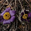 ���� ���, �����������, 51 ��� - ��������� 14 ������ 2017 � ������ ���� ����������