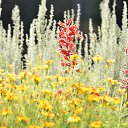 ���� �������, ����������� - ��������� 19 �������� 2017