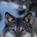 ���� ����, �����������, 37 ��� - ��������� 26 �������� 2017 � ������ ���� ����������