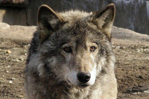 В этом мире можно искать всё, кроме любви и смерти… Они сами тебя найдут, когда придет время.