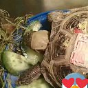 ���� �������, ������, 57 ��� - ��������� 8 ������ 2018 � ������ ������ ��������