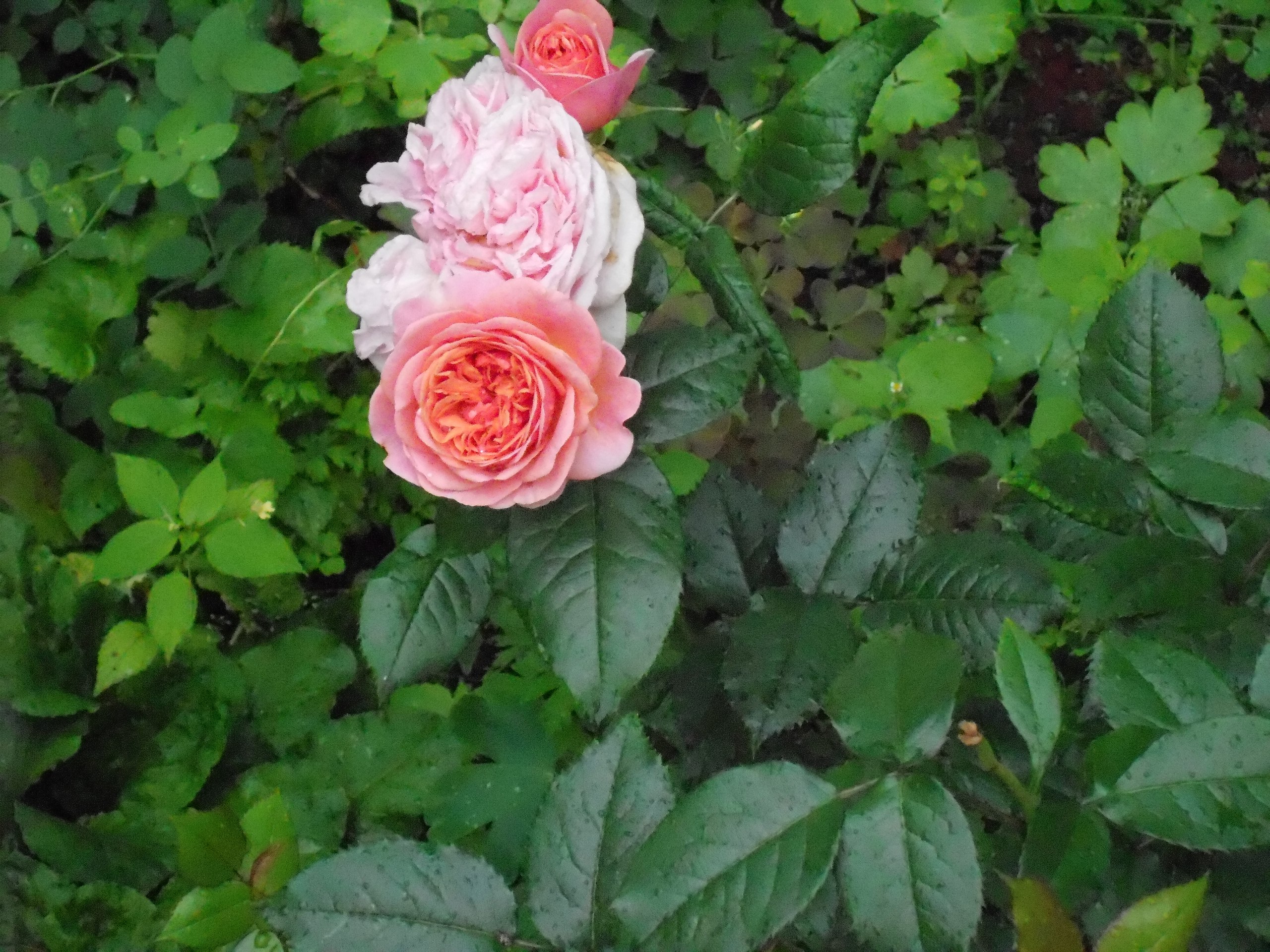 ����� ���� - 2 ������� 2018 � 21:38