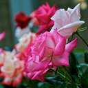 ���� �������, �������, 50 ��� - ��������� 8 ����� 2018 � ������ ���� ����������