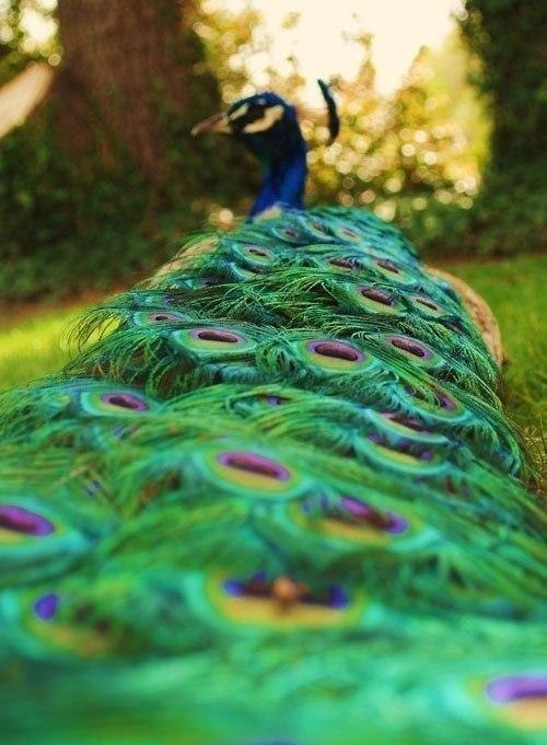 Чудо природы - 5