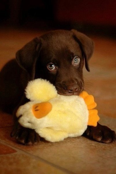 ����������� ��� � �������� �� ������ � ���-��. - 4