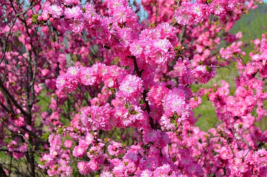 �������� �������! - 19 ��� 2018 � 09:37 - 2