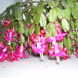 �����, ������������, 56 ���