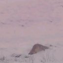 ���� Algimantas, ���������, 51 ��� - ��������� 3 ������ 2018 � ������ ���� ����������