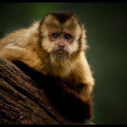 ������, ������-��-����, 66 ���