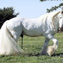 ���� Aleks, ����� ������� - ��������� 9 ���� 2018 � ������ �HORSES�