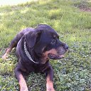 ���� ��������, ������ ��������, 49 ��� - ��������� 4 ������� 2017 � ������ �������