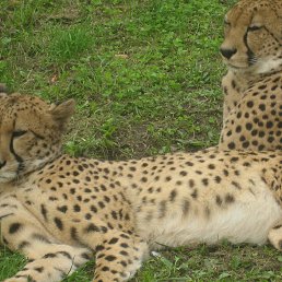 ���� �����, ��������� - ��������� 16 ����� 2018