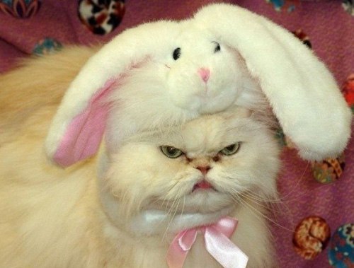 Дневник кота. Утро. Эта дура встала, Волосенки почесала, Сонно в ванную ползет – Там ее подарок ...