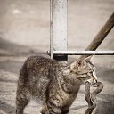 ���� �������, ������ ��������, 58 ��� - ��������� 4 ������� 2017 � ������ ���� ����������