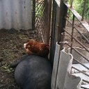 ���� �������, �������, 53 ���� - ��������� 24 ������ 2018 � ������ ���� ����������