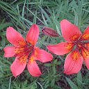 ������� �� ������� ���� ����������