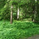 ���� �����, �����-���������, 45 ��� - ��������� 7 ������� 2017 � ������ ������ ��������