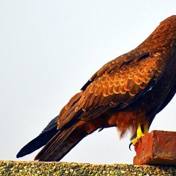 ������� �����, ������, 63 ����