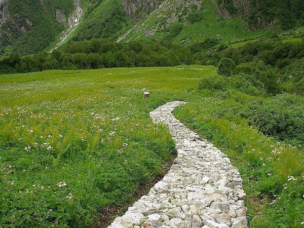 Долина Цветов - национальный парк в Гималаях.Долина Цветов в Гималаях (Valley of Flowers National ... - 8