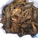 ���� ��������, �������, 64 ���� - ��������� 17 ������� 2017 � ������ ������ ��������