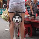 ���� ������, �������������, 43 ���� - ��������� 29 ������ 2017 � ������ ���� ����������