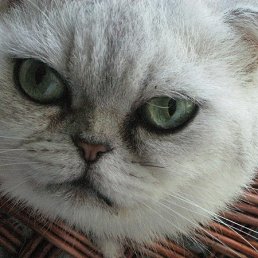 Ktyf, ������, 50 ���