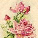 ���� Rose, ����������� - ��������� 26 ��� 2018 � ������ ���� ����������