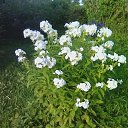 ���� �������, �����-���������, 73 ���� - ��������� 25 ������� 2017 � ������ ���� ����������