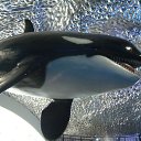 ���� ����, ����������� - ��������� 18 ������ 2018 � ������ �����������, �.�������
